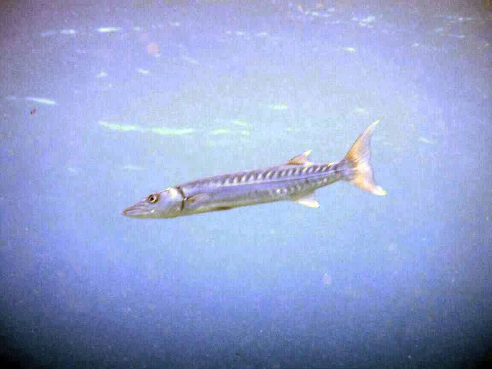 Barracuda in Curacao